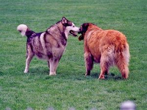 2 Dogs playing in field
